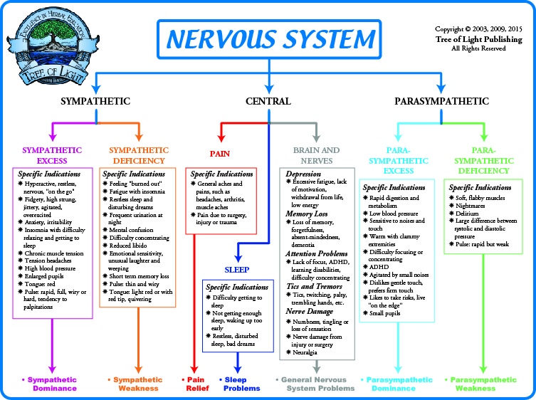 CHART Our body's nervous system. Nervous system anatomy, Nervous
